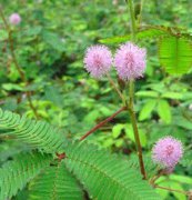 含羞草、花卉種子、花種、盆花