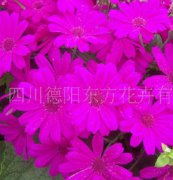 瓜葉菊（東方1號(hào)）種子，花卉種子、花種、