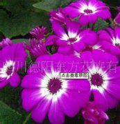 瓜葉菊：東方三號(hào)，瓜葉菊種子、盆栽花卉、花